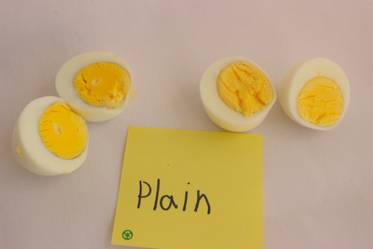 eggsperiment-plain